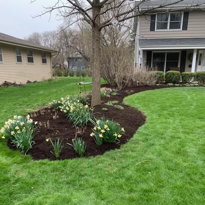 A mulched garden bed with blooming daffodils wrapping around a front-yard tree.