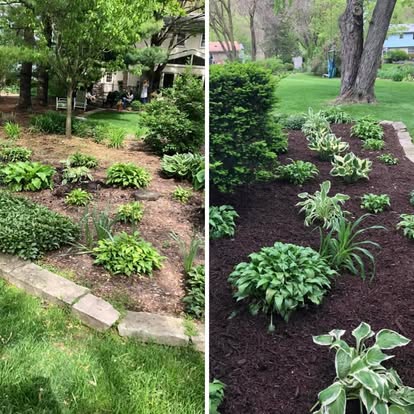 Before and after of a shaded garden bed refreshed with new dark mulch and tidy edging.